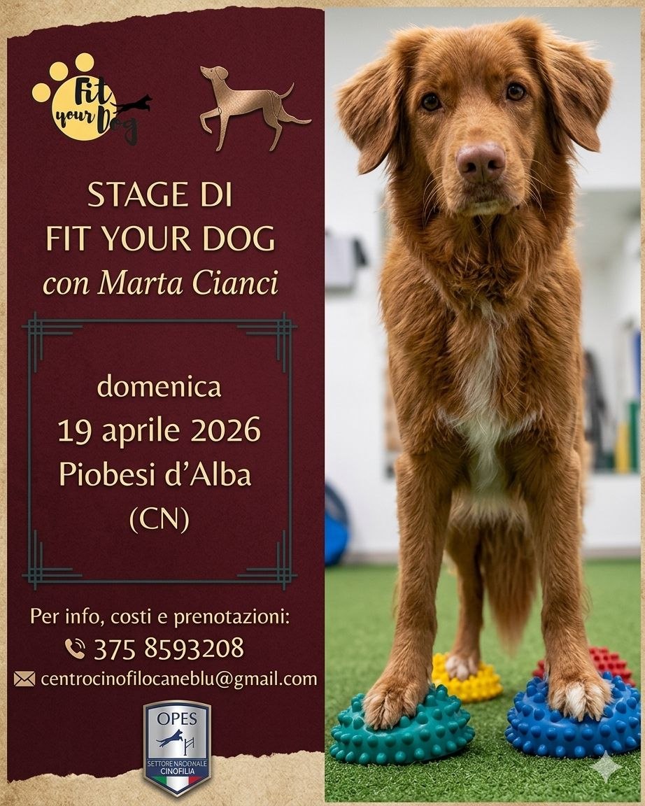 19/04/2026 – Stage Fit Your Dog
